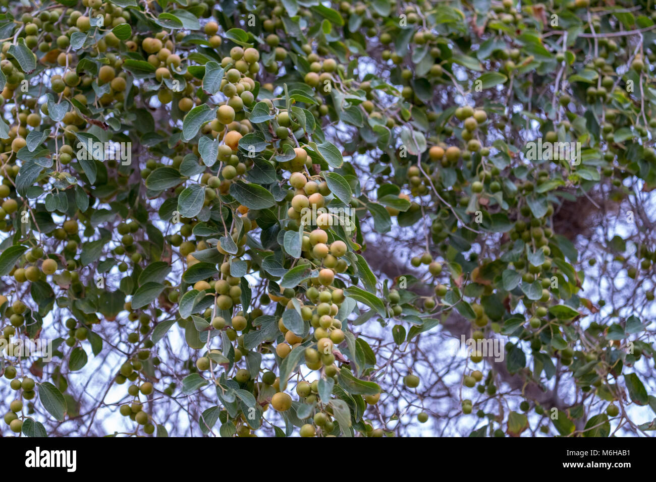 Tons of Indian Jujube Fruit hanging with Jujube Tree at Yas Island, Abu Dhabi. Stock Photo