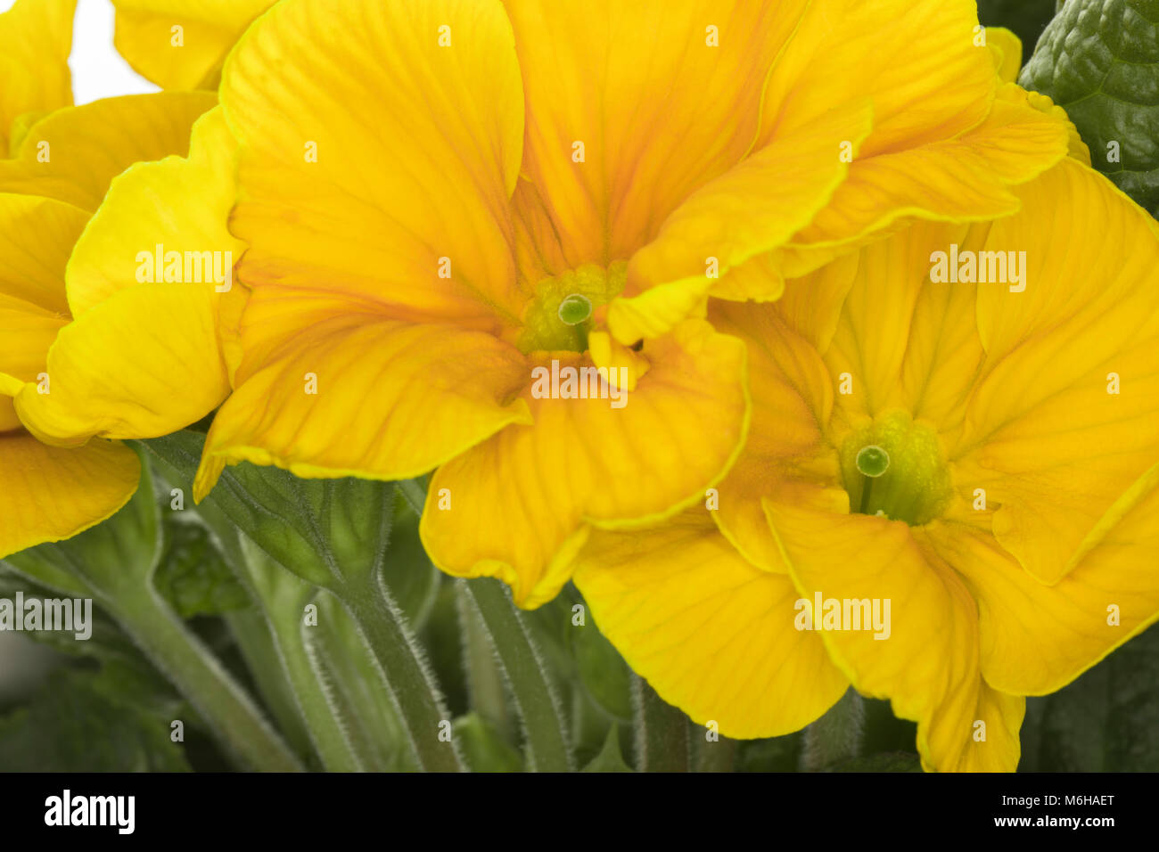 Closeup of yellow primroses polyanthus - primula vulgaris isolated on a white background Stock Photo