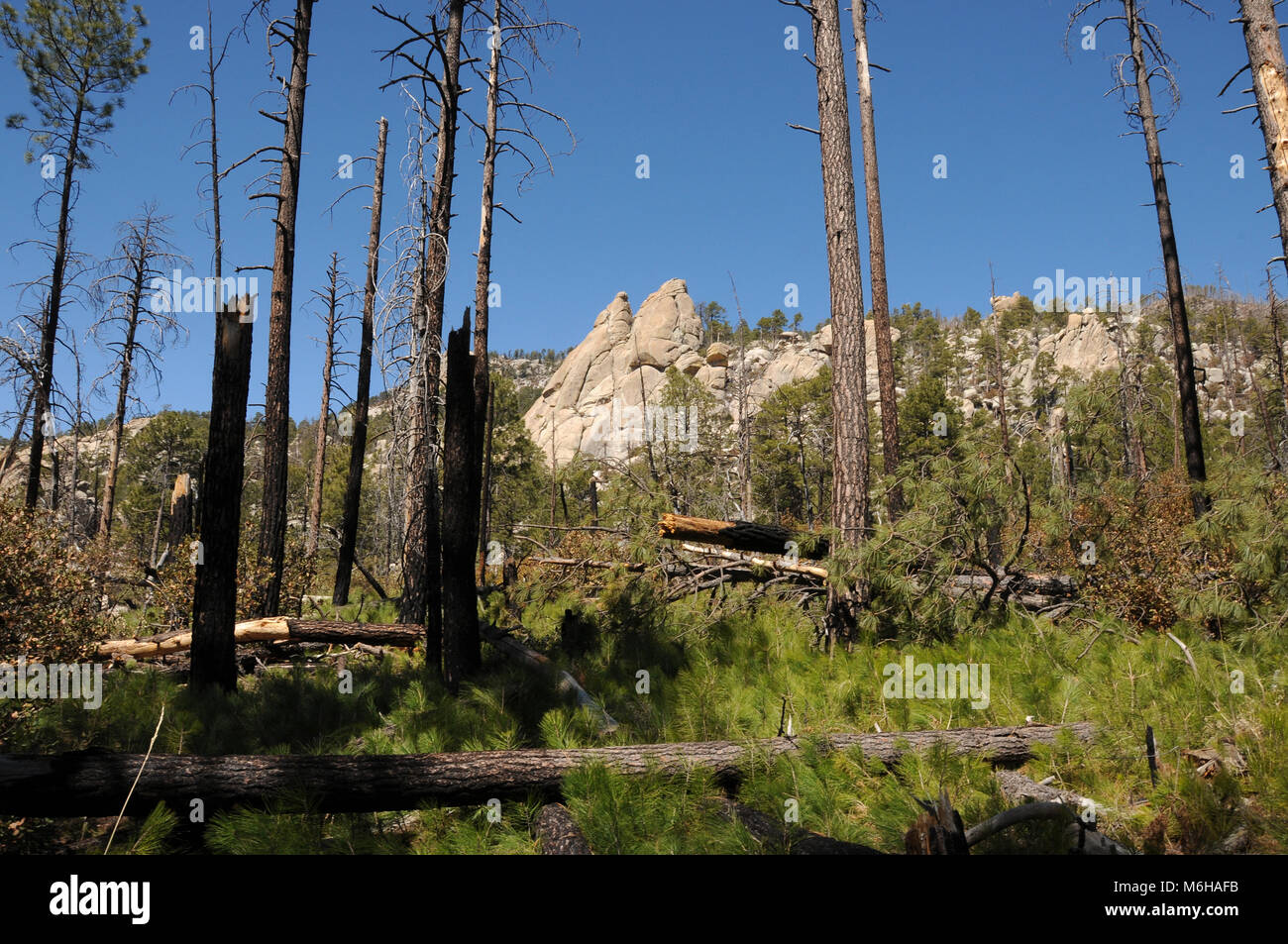New growth of pines, ferns and other plants emerges from the forest floor following the Aspen Fire, Arizona Trail, Wilderness of Rocks Trail,  Trail,  Stock Photo