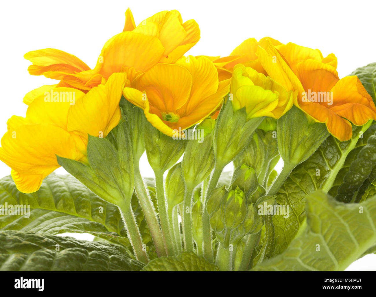 Closeup of yellow primroses polyanthus - primula vulgaris isolated on a white background Stock Photo