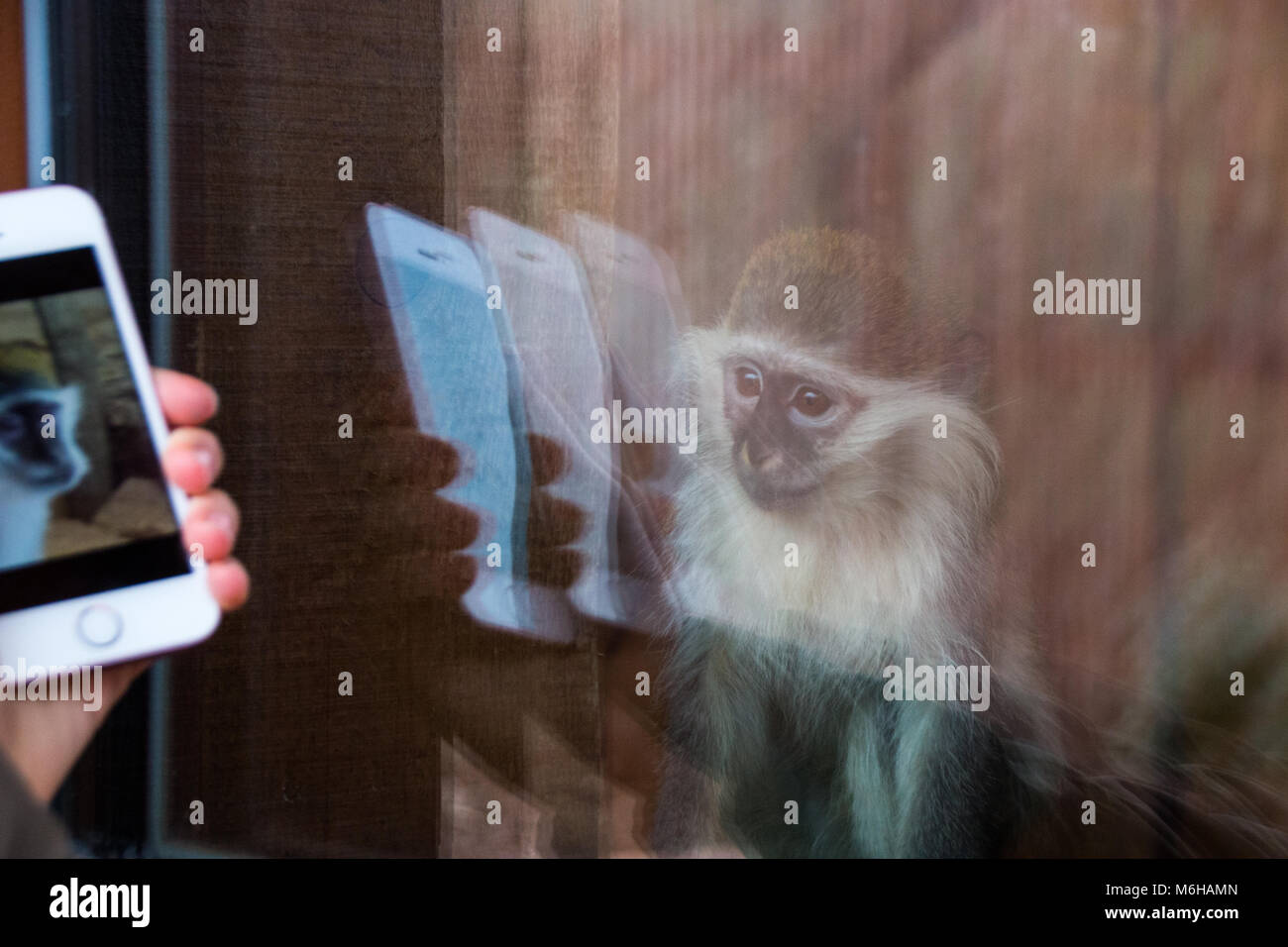 Magdeburg, Germany - 4 March 2018: A little monkey looks curiously at its reflection on a mobile phone display. Stock Photo