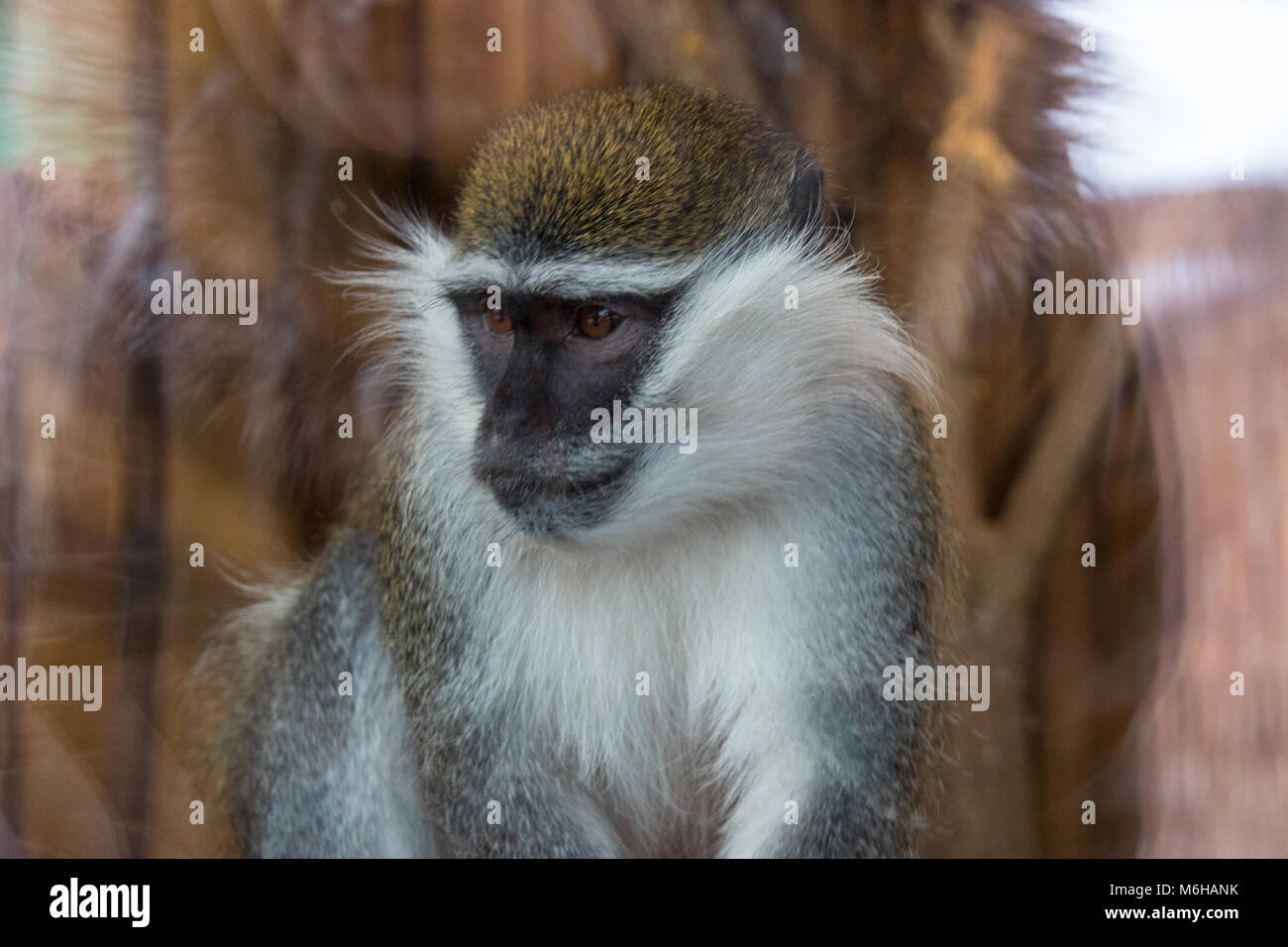 Magdeburg, Germany - 4 March 2018: A little monkey looks through the glass pane of his cage curiously at visitors to the Zoo Magdeburg, Germany. Stock Photo