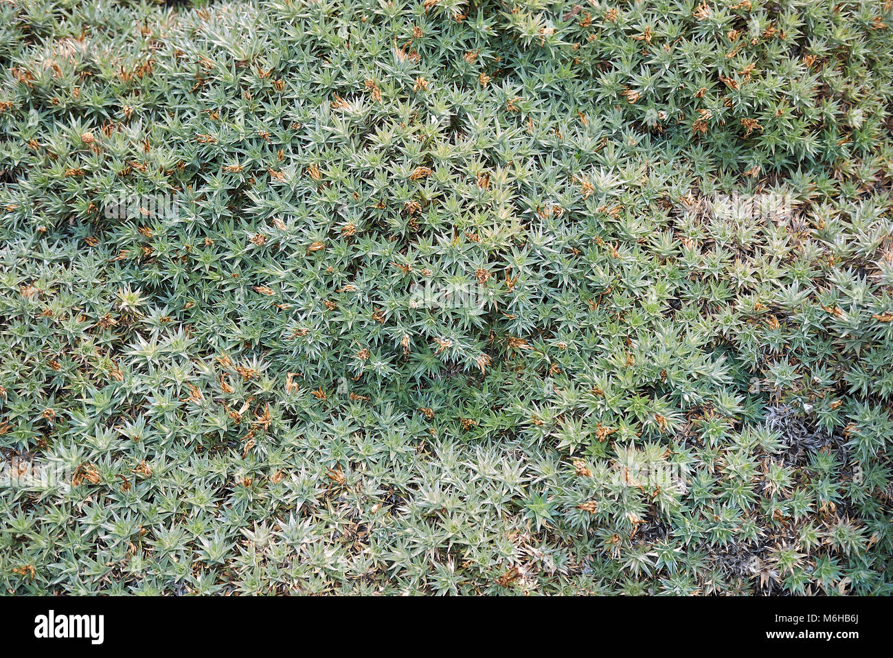 Deuterocohnia brevifolia plants Stock Photo