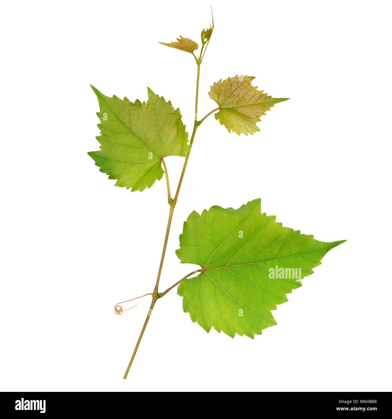 Grape leaves isolated on white background Stock Photo - Alamy