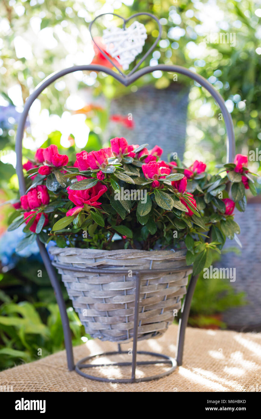 Pink Azalea planted in a woven basket, held in a wire frame for Mother's Day Stock Photo