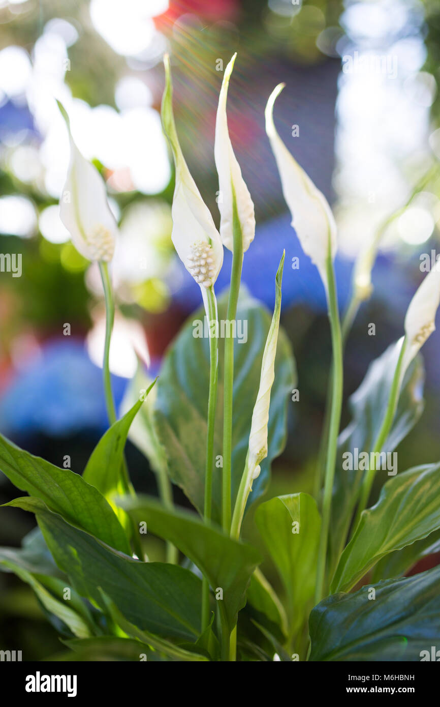 Spathiphyllum chopin hi-res stock photography and images - Alamy