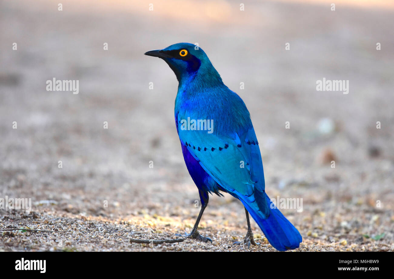 Kruger park, South Africa. Cape glossy starling, Lamprotornis nitens Stock Photo