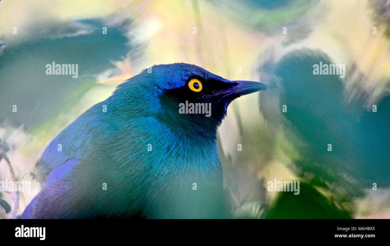 Kruger park, South Africa. Cape glossy starling, Lamprotornis nitens Stock Photo