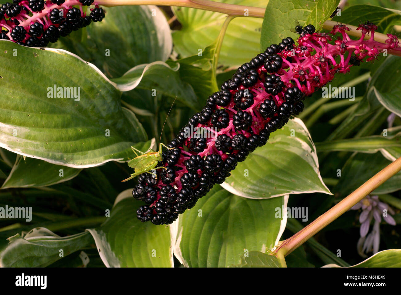 Phytolacca acinosa foliage and fruit. Phytolacca is a genus of perennial plants. Stock Photo