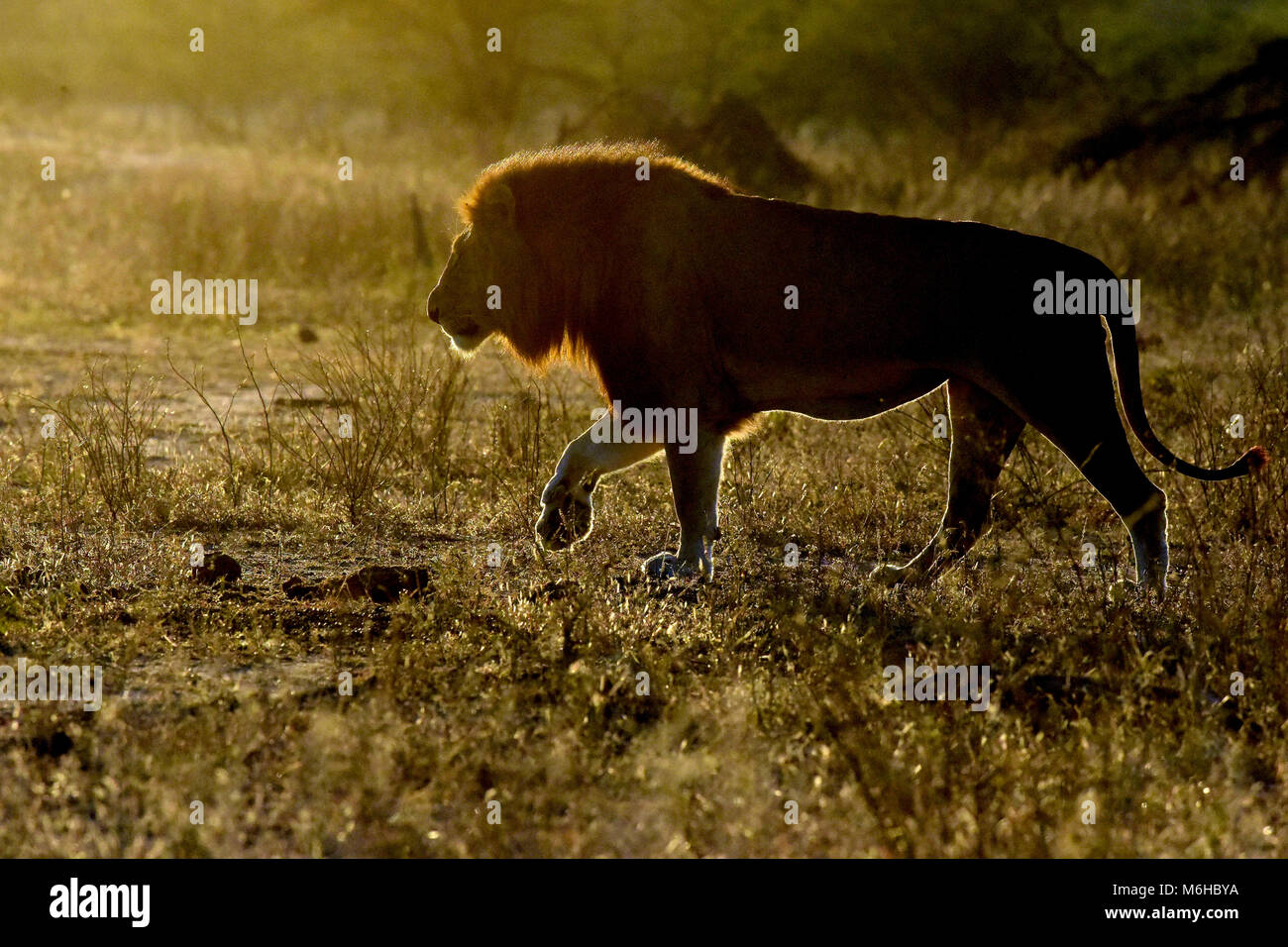 Kruger park, South Africa. Panthera leo walking at sunrise. Stock Photo