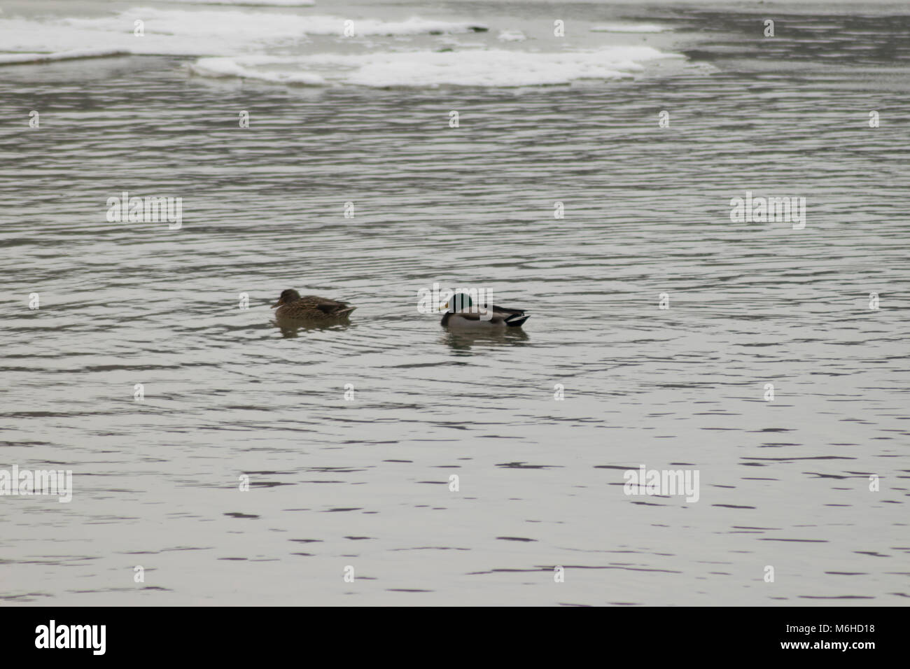 Wooden ducks at Cayuga Lake, Ithaca NY Stock Photo
