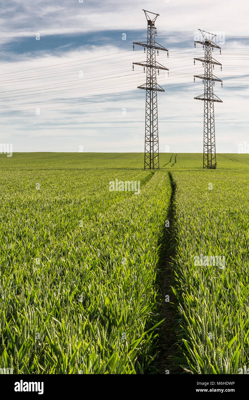 Green cereal field with electricity pylons. Beautiful spring landscape ...