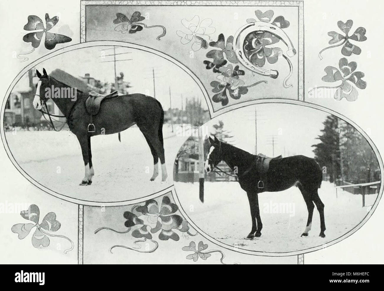 'Lovers of the horse : brief sketches of men and women of the Dominion of Canada devoted to the noblest of animals. --' (1909) Stock Photo