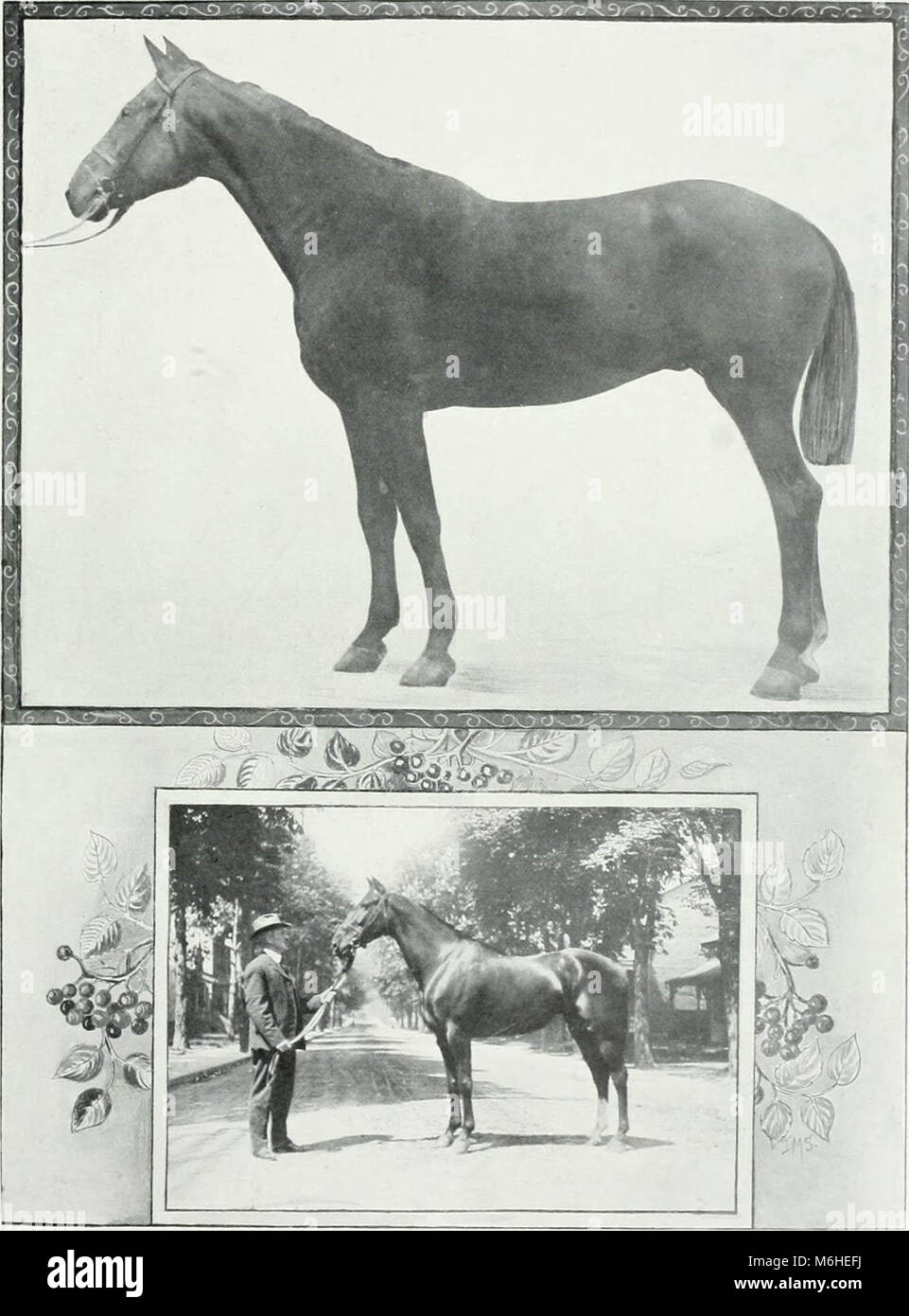 'Lovers of the horse : brief sketches of men and women of the Dominion of Canada devoted to the noblest of animals. --' (1909) Stock Photo