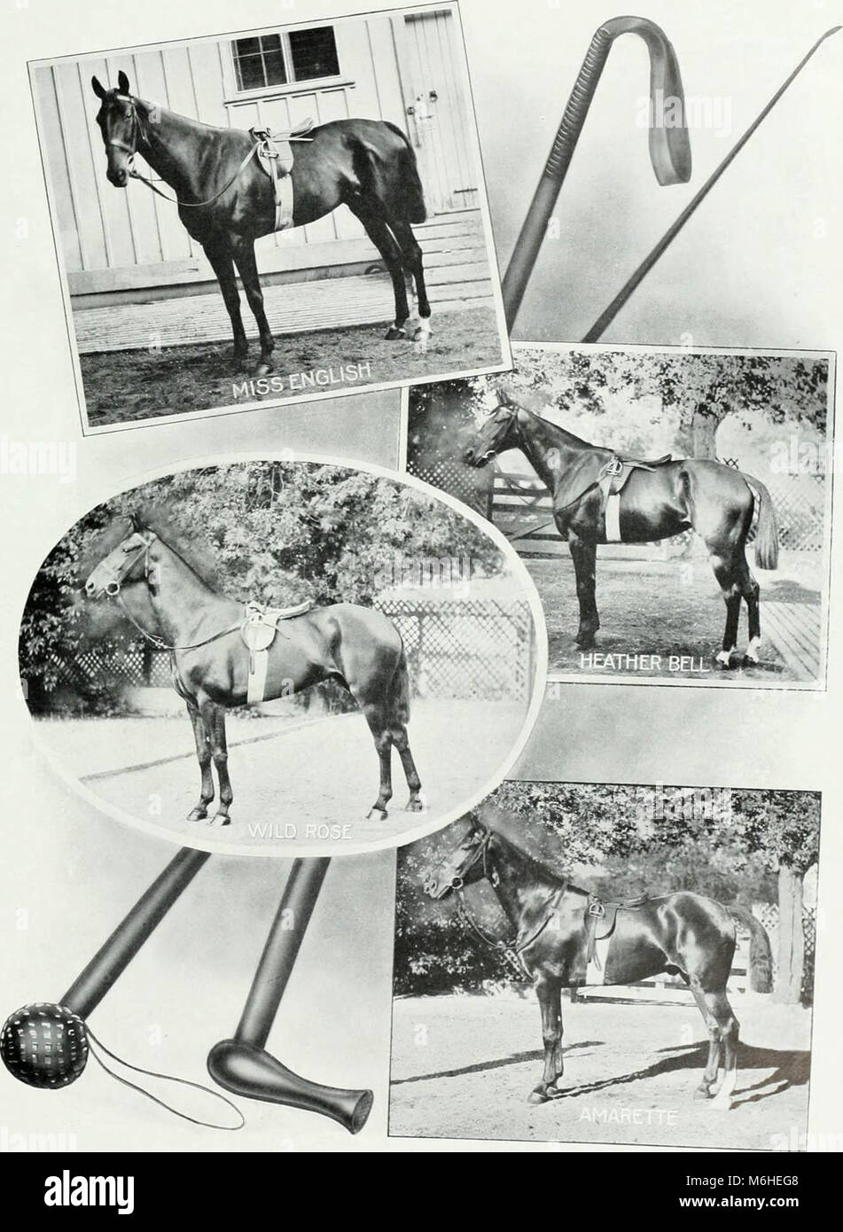 'Lovers of the horse : brief sketches of men and women of the Dominion of Canada devoted to the noblest of animals. --' (1909) Stock Photo