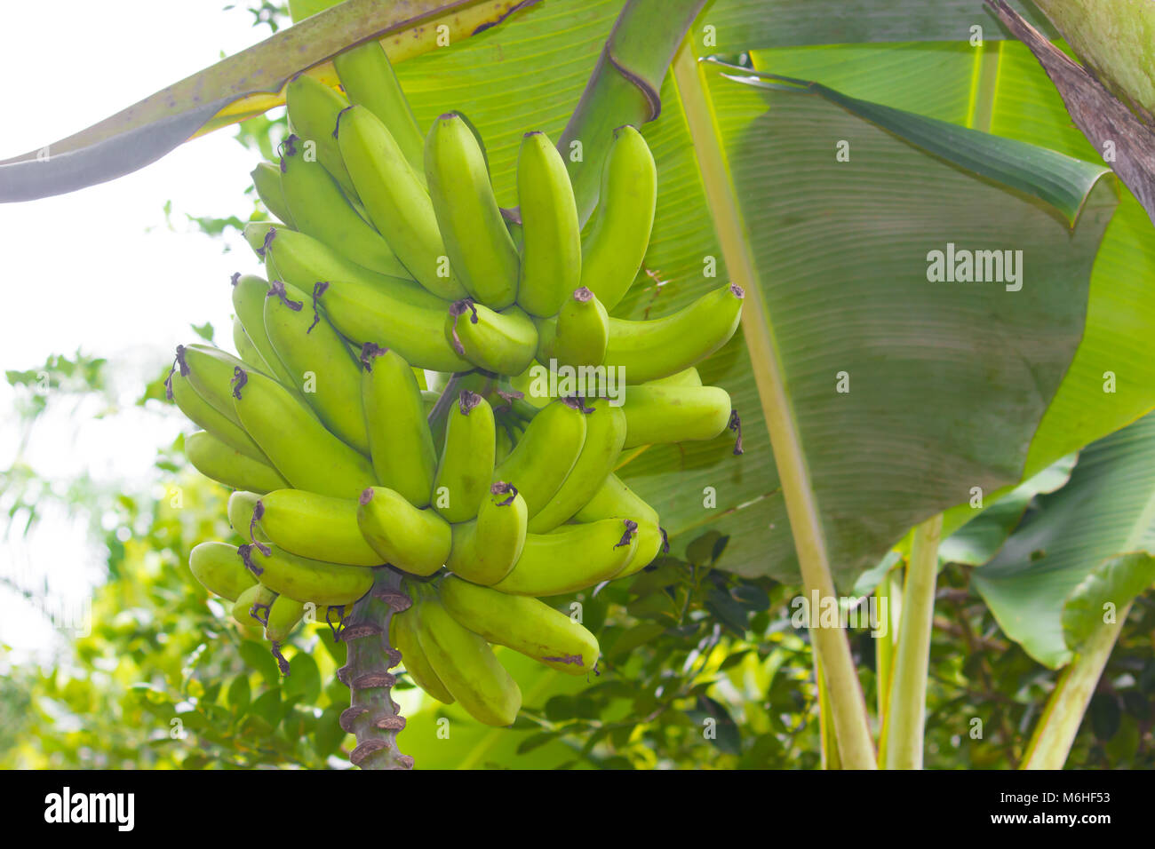 A banana é alimento de primeira necessidade e está entre os cinco mais importantes, sendo ela uma das frutas mais consumidas no mundo. Stock Photo