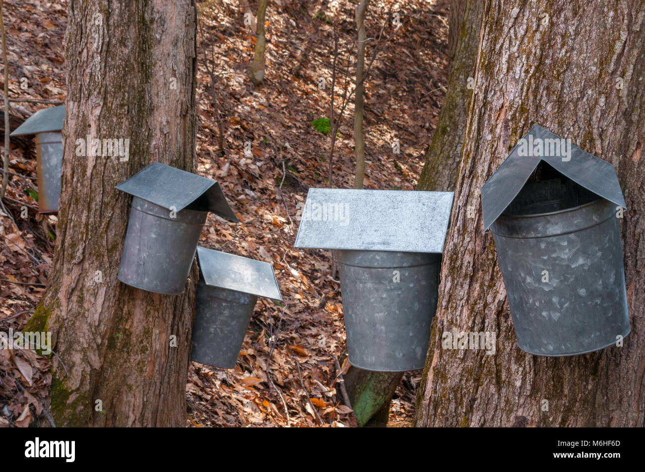 Maple sugaring galvanized sap buckets hang on sugar maple trees, collecting sap on a late winter day.in New England. Stock Photo