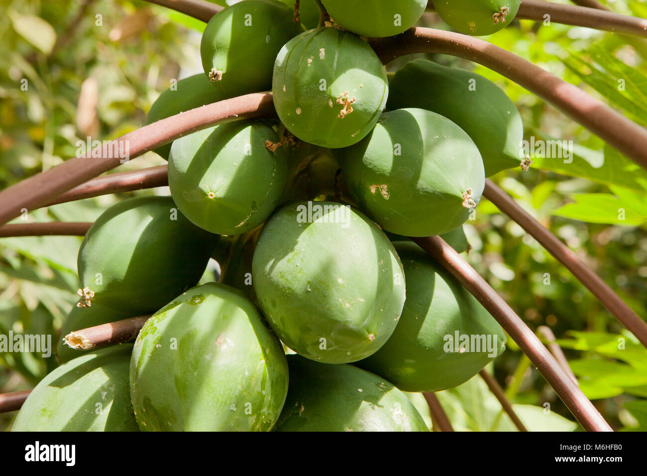 Papaya fruits on tree (Carica papaya), native to the Americas - USA Stock Photo