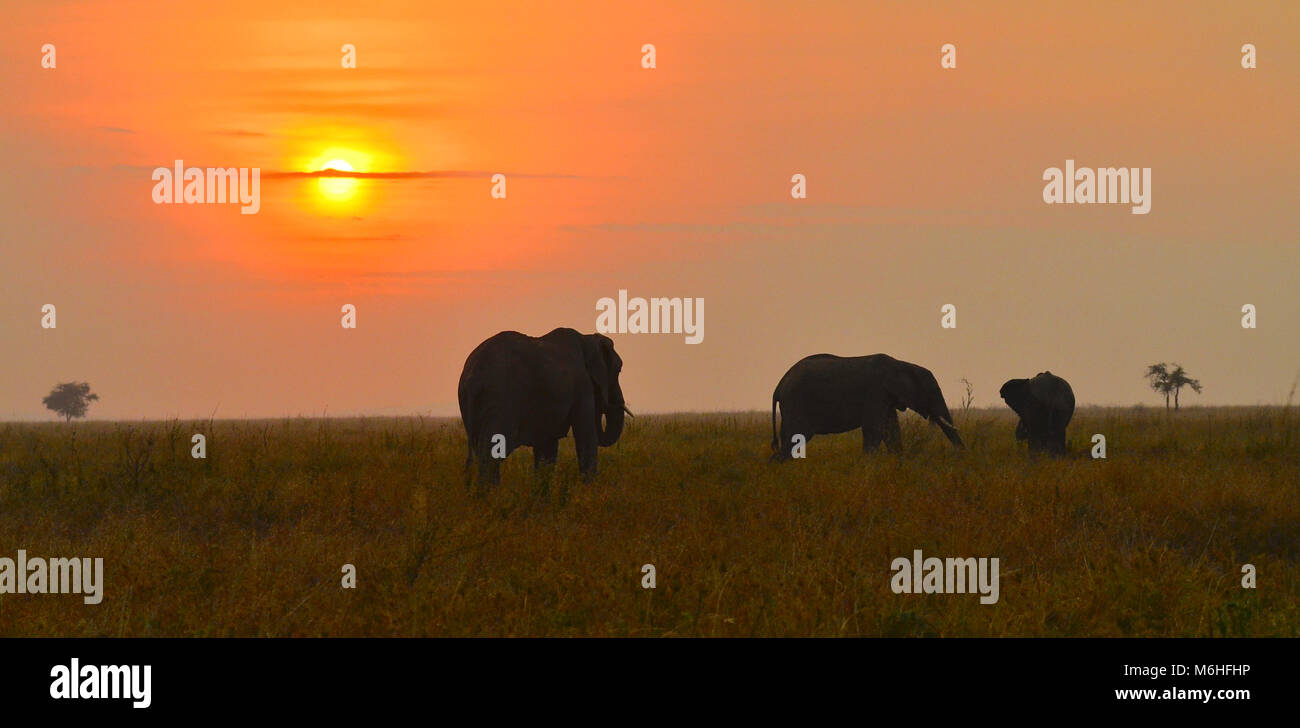 Serengeti National Park in Tanzania, is one of the most spectacular wildlife destinations on earth. Elephants on plains at red sunset. Stock Photo