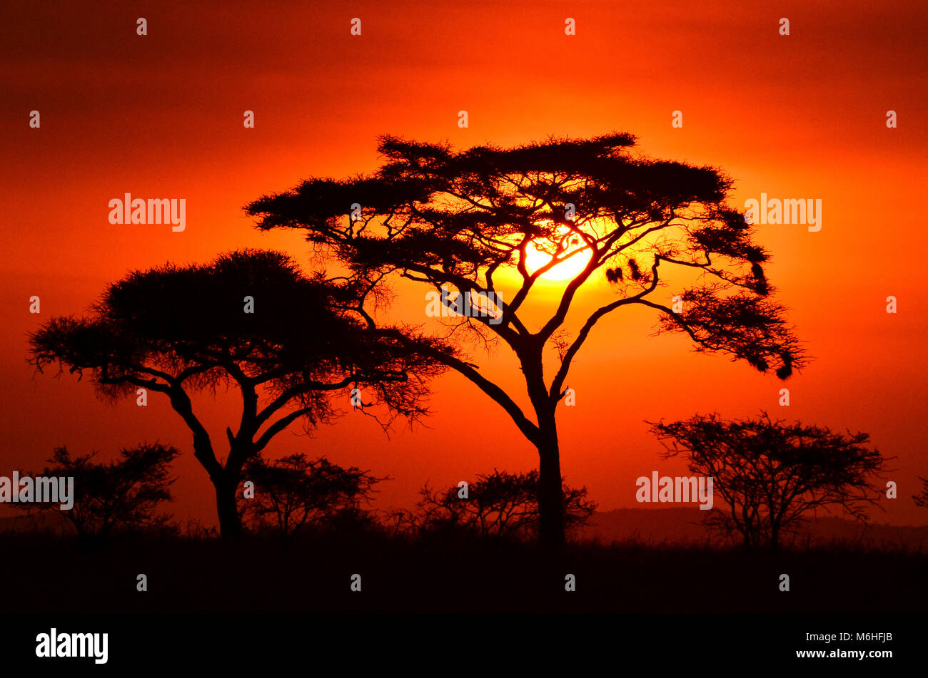 Serengeti National Park in Tanzania, is one of the most spectacular wildlife destinations on earth. Acacia Tortilla silhoutte against smoky red sunset. Stock Photo