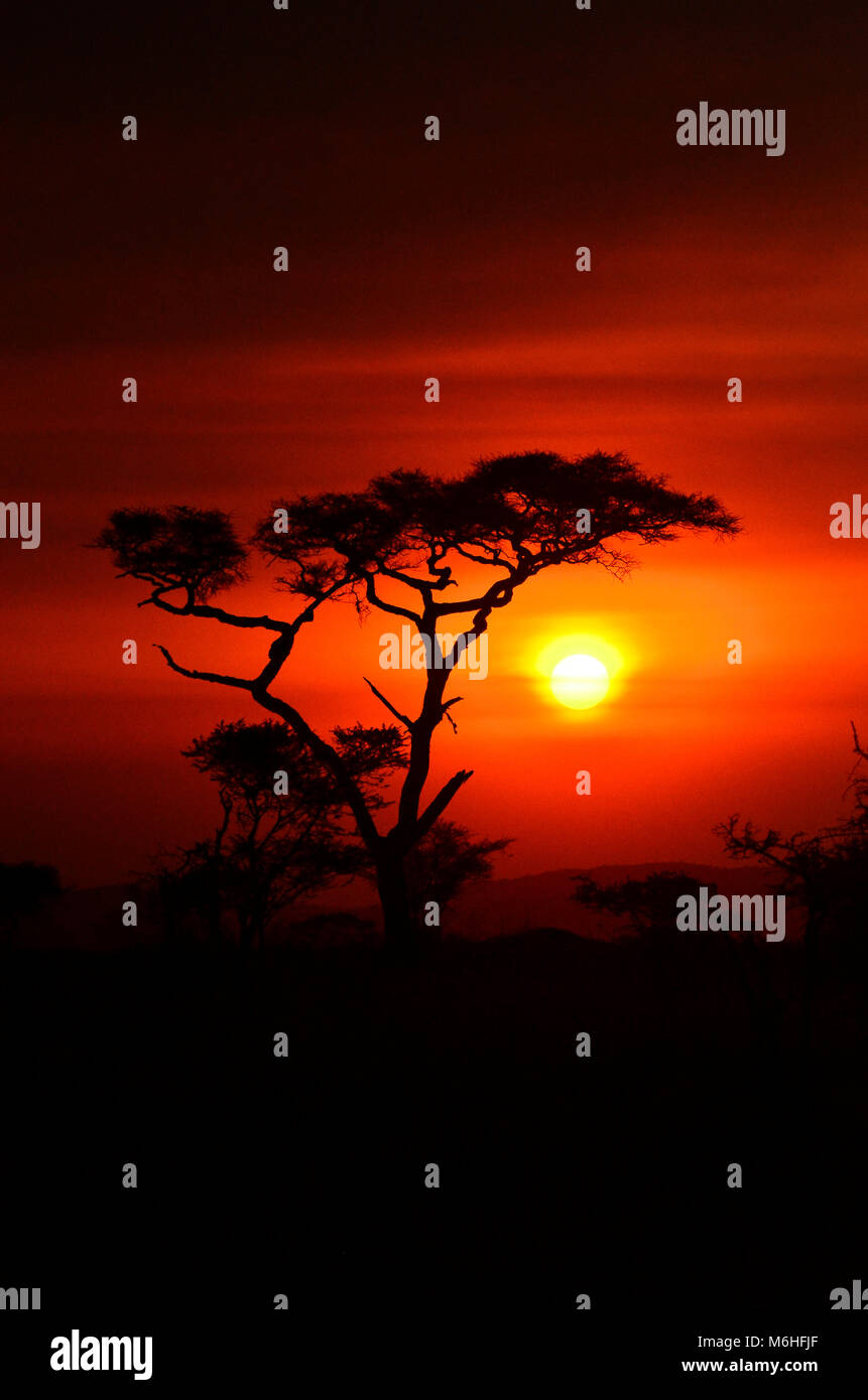 Serengeti National Park in Tanzania, is one of the most spectacular wildlife destinations on earth. Acacia Tortilla silhoutte against smoky red sunset. Stock Photo