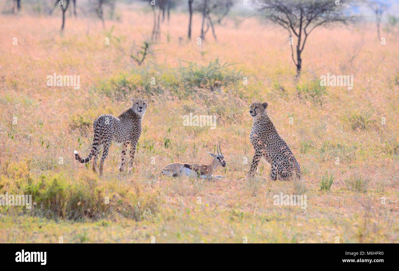 Serengeti National Park in Tanzania, is one of the most spectacular wildlife destinations on earth. Hunting sequnce cheetah brothers killing gazelle Stock Photo
