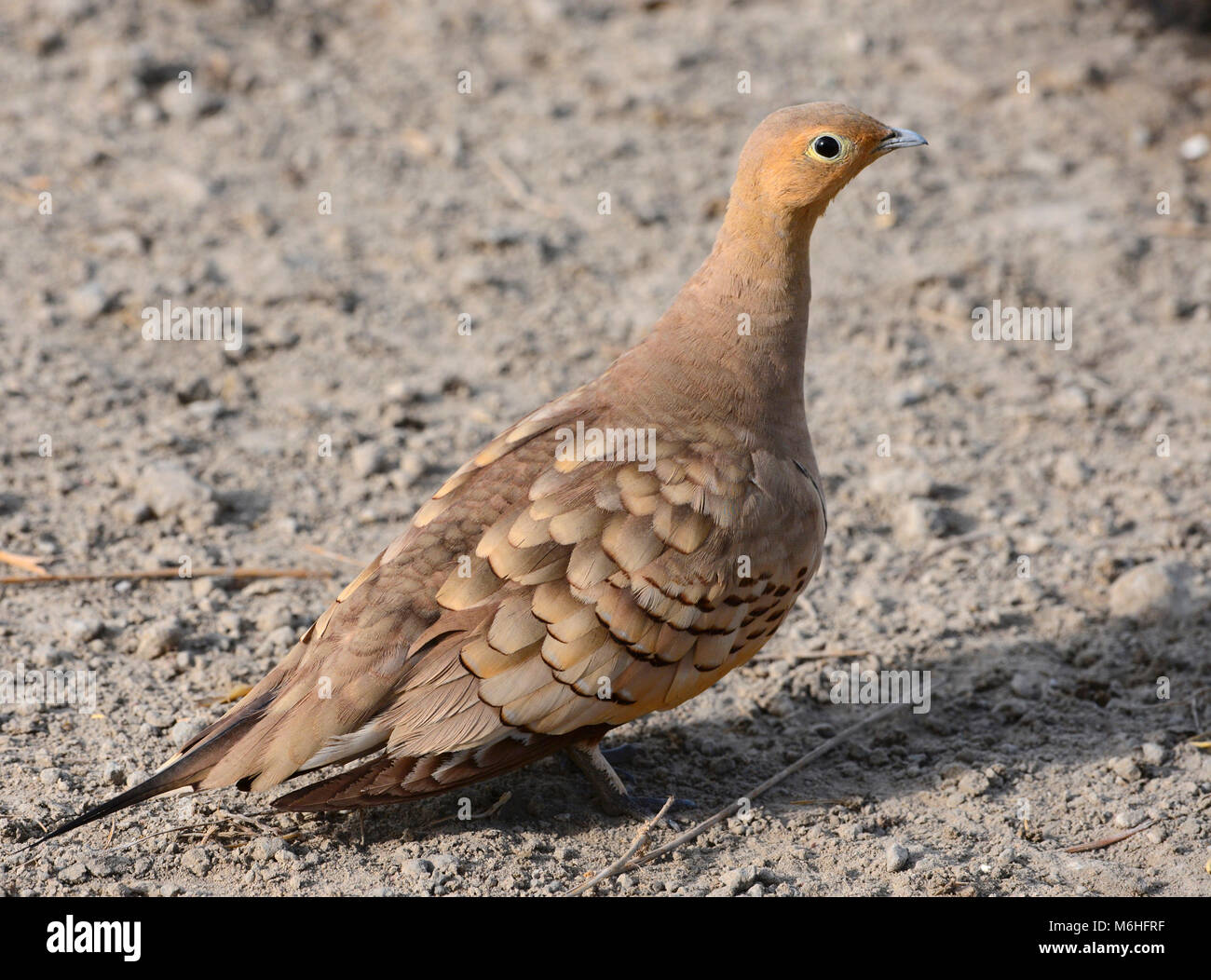 Serengeti National Park in Tanzania, one of the most spectacular wildlife destinations on earth. Chestnut-bellied Sandgrouse carry water in feathers Stock Photo
