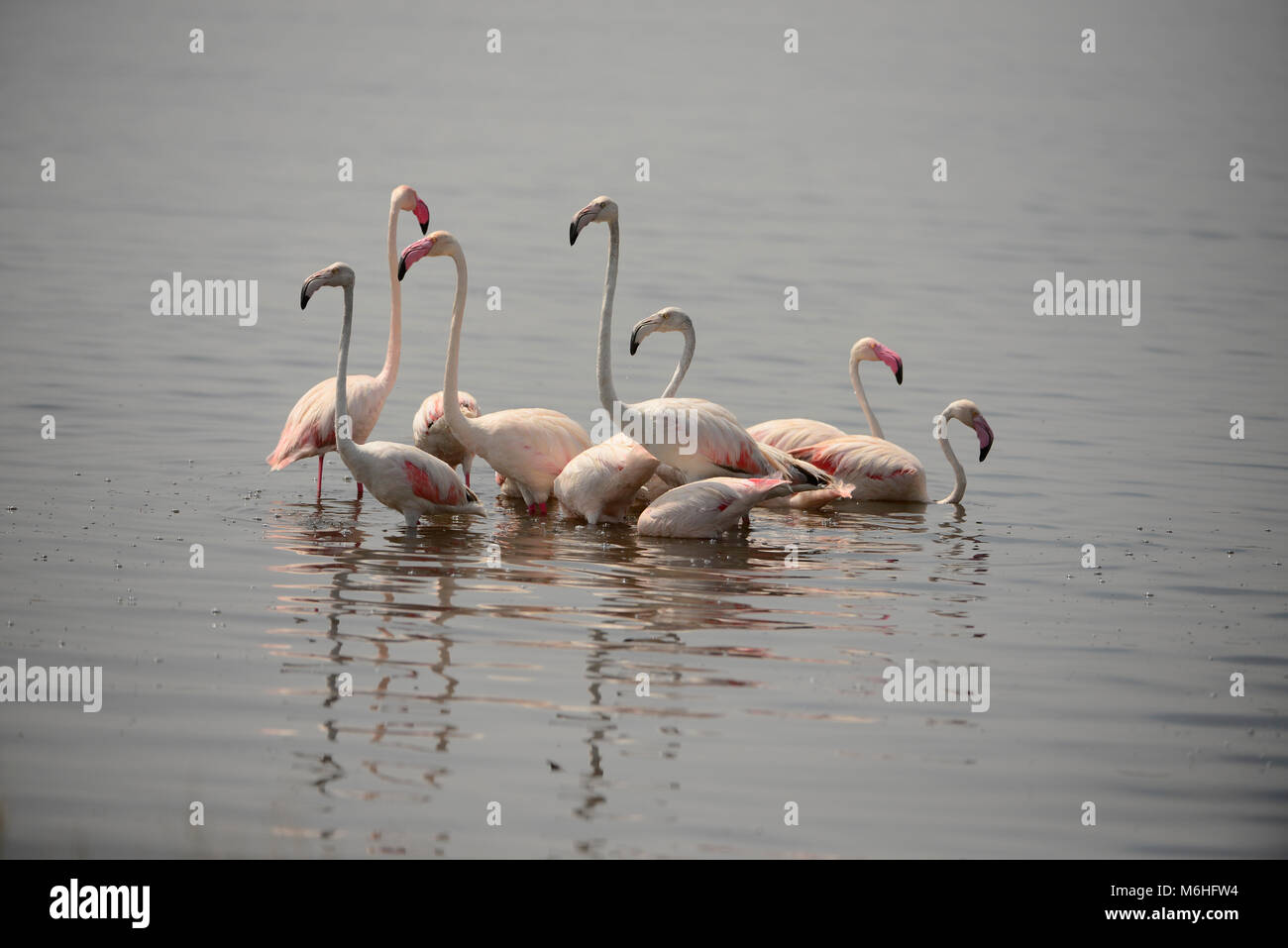 Serengeti National Park in Tanzania, is one of the most spectacular wildlife destinations on earth. Greater flamingos in water Stock Photo