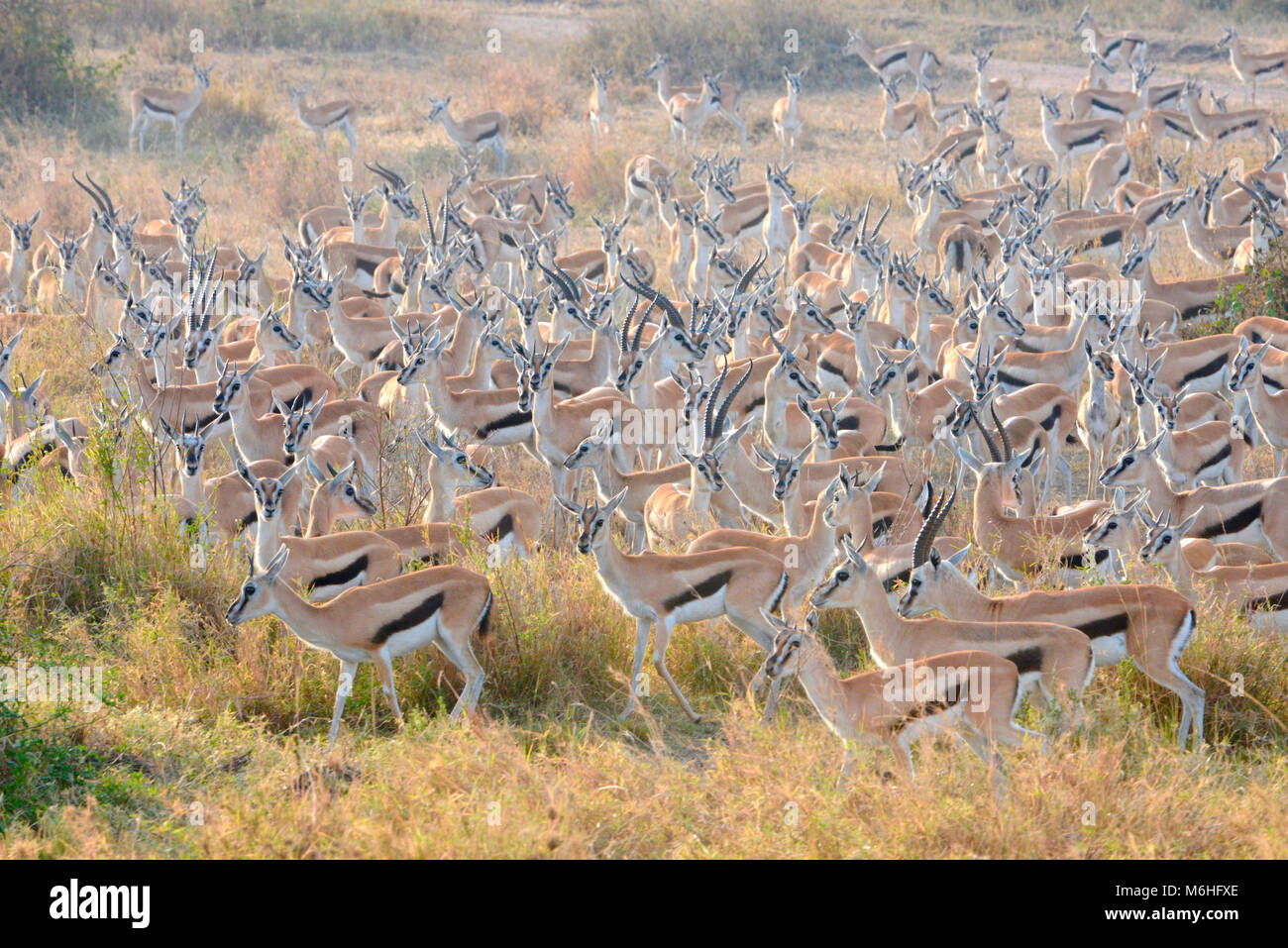 Serengeti National Park in Tanzania, is one of the most spectacular wildlife destinations on earth. Thomsons gazelle migration Stock Photo