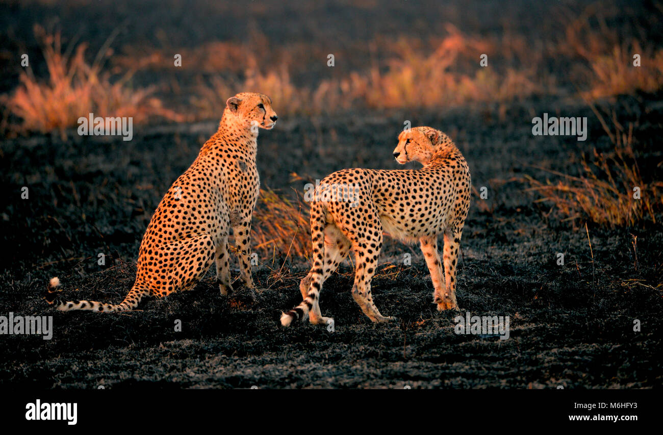Serengeti National Park in Tanzania, is one of the most spectacular wildlife destinations on earth. Cheetah brother in black burnt grassland Stock Photo