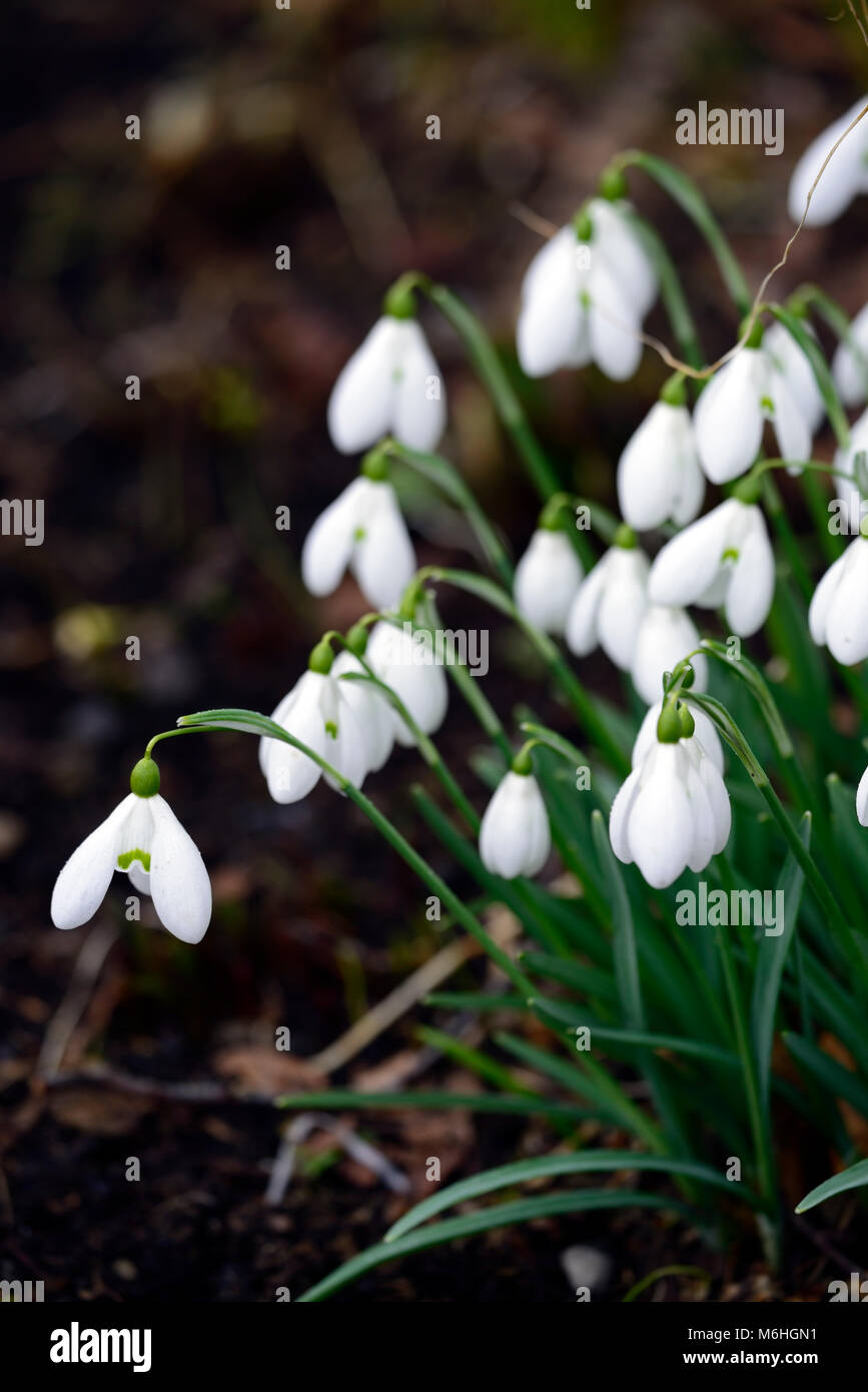 galanthus lerinda, snowdrop, snowdrops, spring, flower, flowers, flowering, white,RM Floral Stock Photo