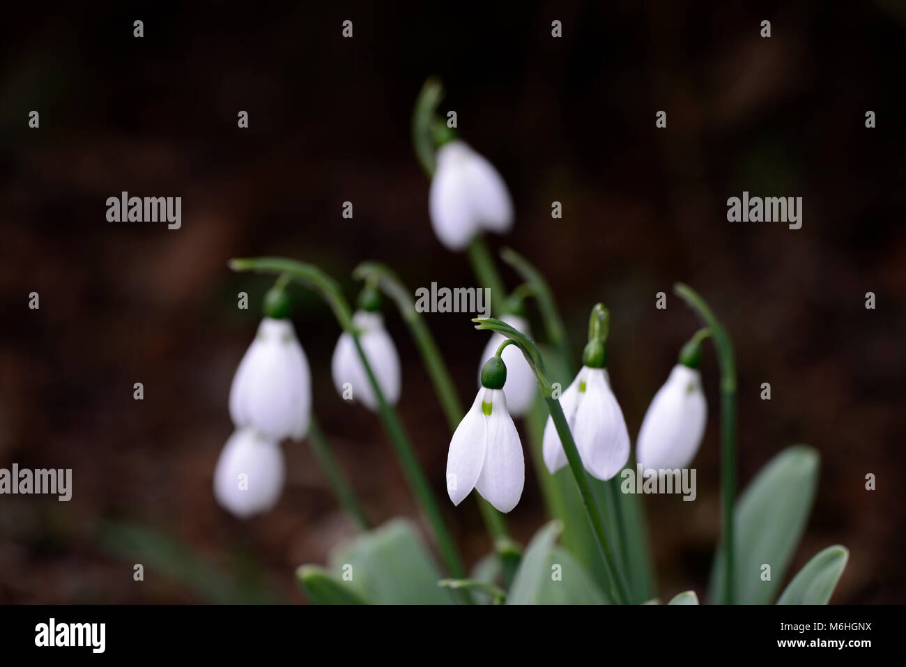 galanthus skyward, snowdrop, snowdrops, spring, flower, flowers, flowering,RM Floral Stock Photo
