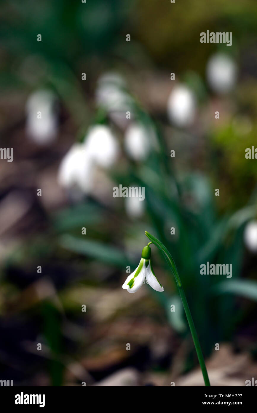 galanthus south hayes,snowdrop,snowdrops,spring,flower,flowers,flowering,white,green marking,markings,marked,mark,RM Floral Stock Photo