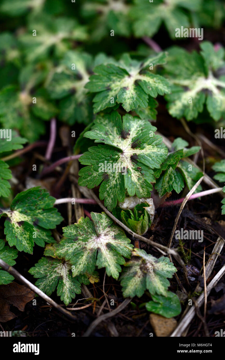 geranium phaeum lisa,cranesbill,marbled,variegated foliage,leaves ...