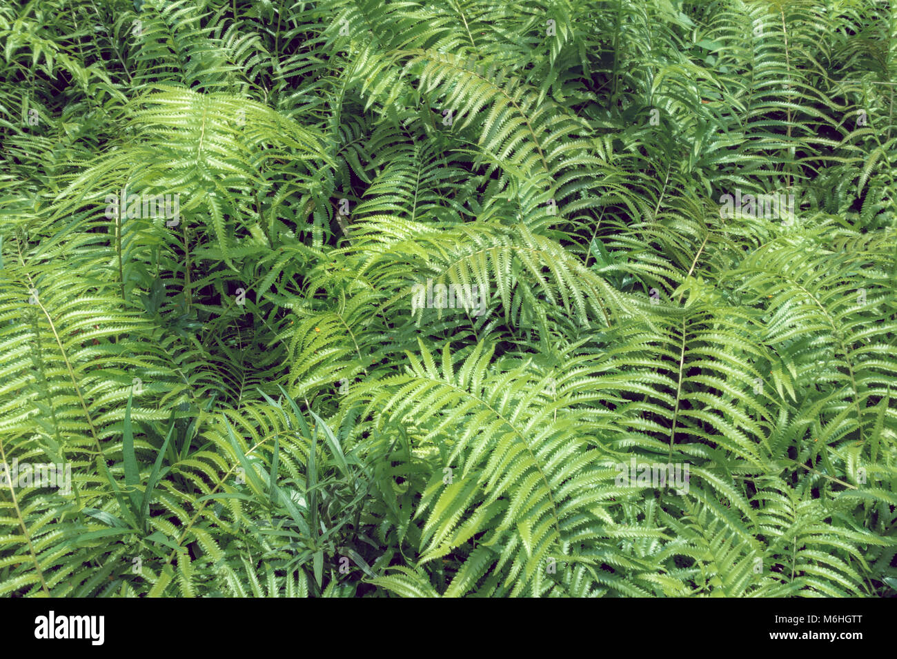 Ferns tropical green leaves foliage,floral natural background.spring and summer nature backdrop. Stock Photo