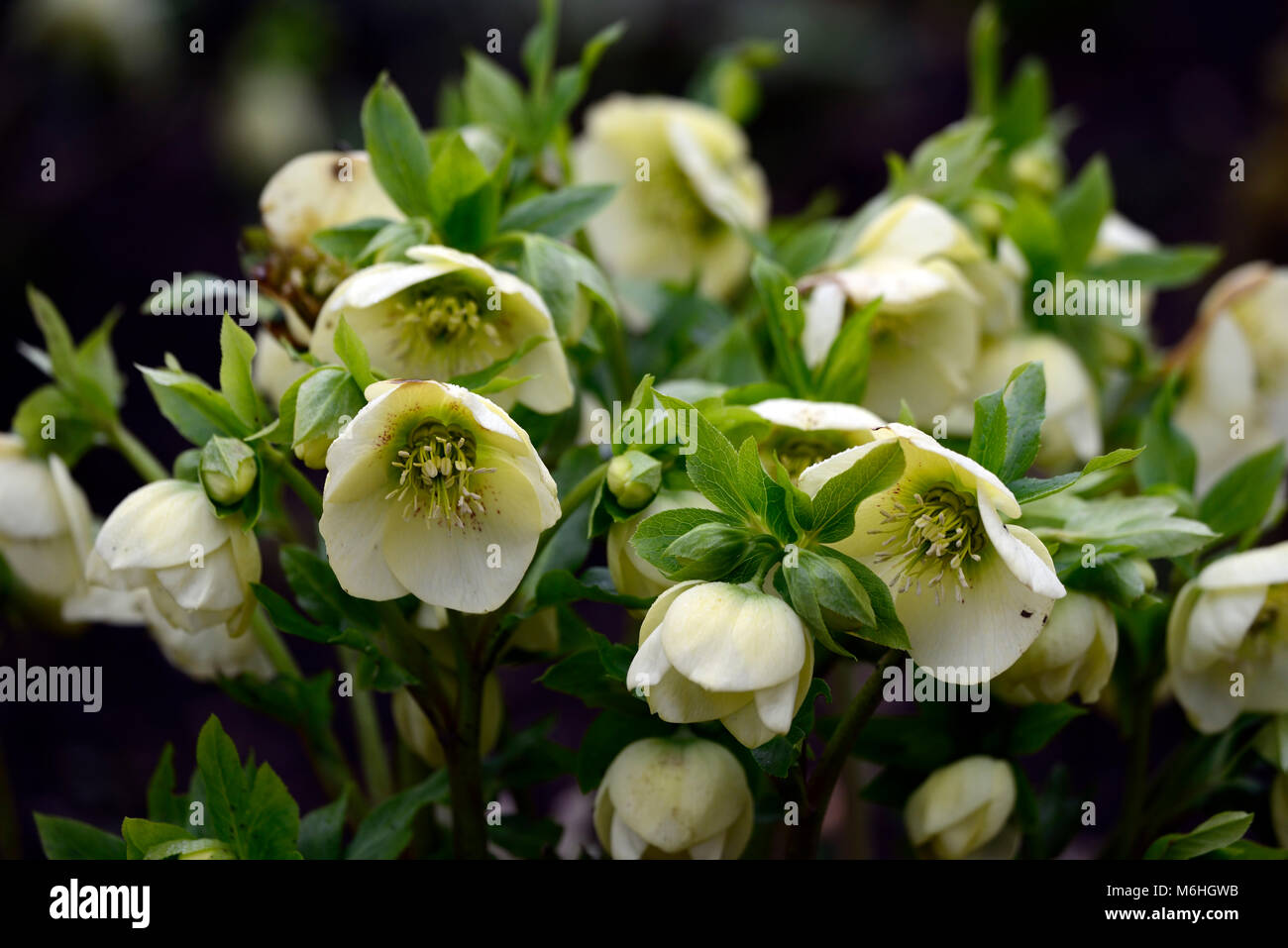 Hellebore,Hellebores,helleborus,picotee,cream,colour,color,hybrid,hybrids,spring,flower,flowers,blossom,blossoms, RM Floral Stock Photo