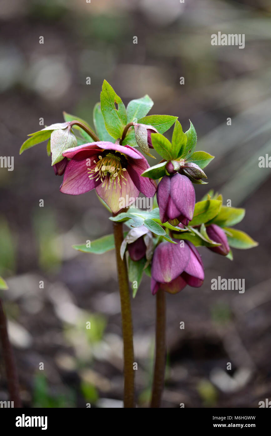 Hellebore,Hellebores,helleborus,picotee,purple,wine,colour,color,hybrid,hybrids,spring,flower