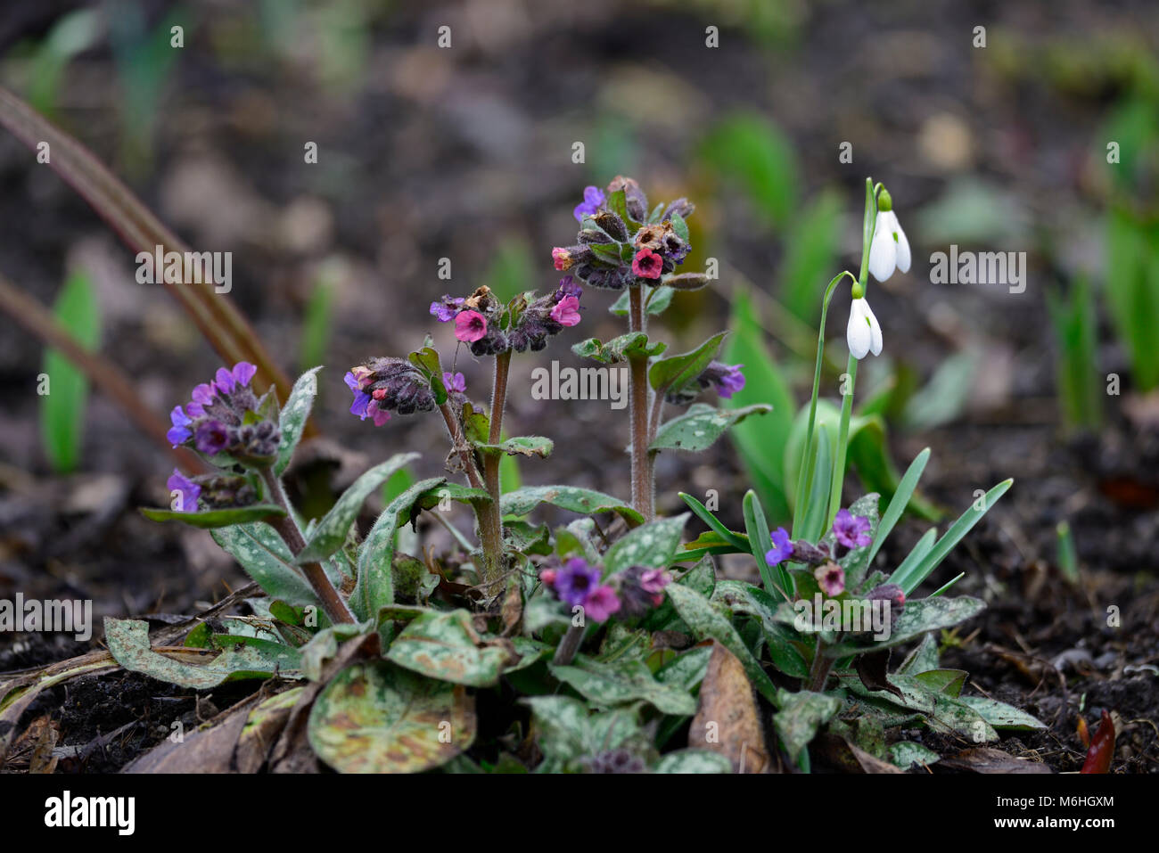 Pulmonaria saccharata,lungwort,galanthus,snowdrop,foliage,leaves,purple