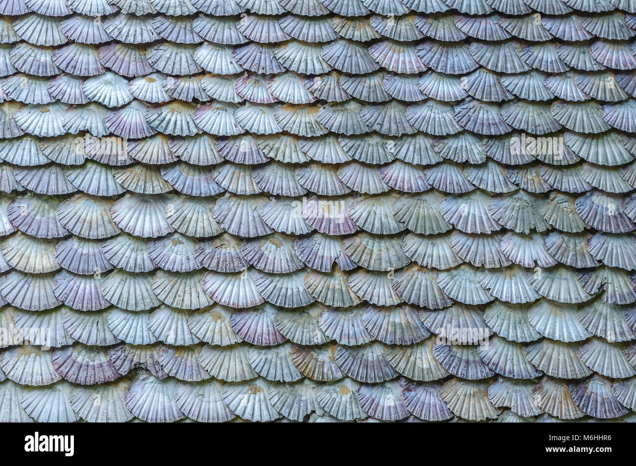 Background of scallop shells Stock Photo