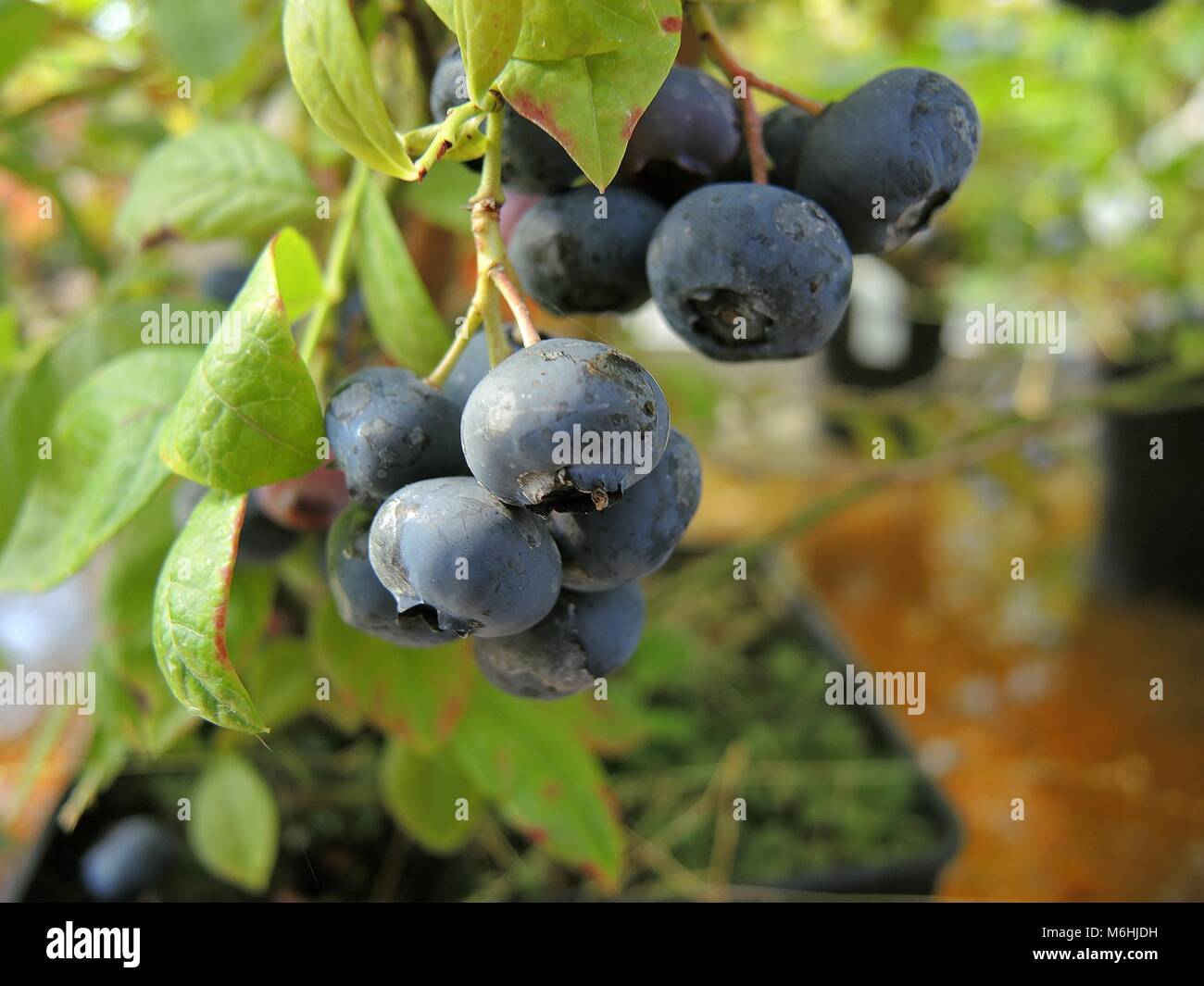 Cultivated blueberries 10 Stock Photo Alamy