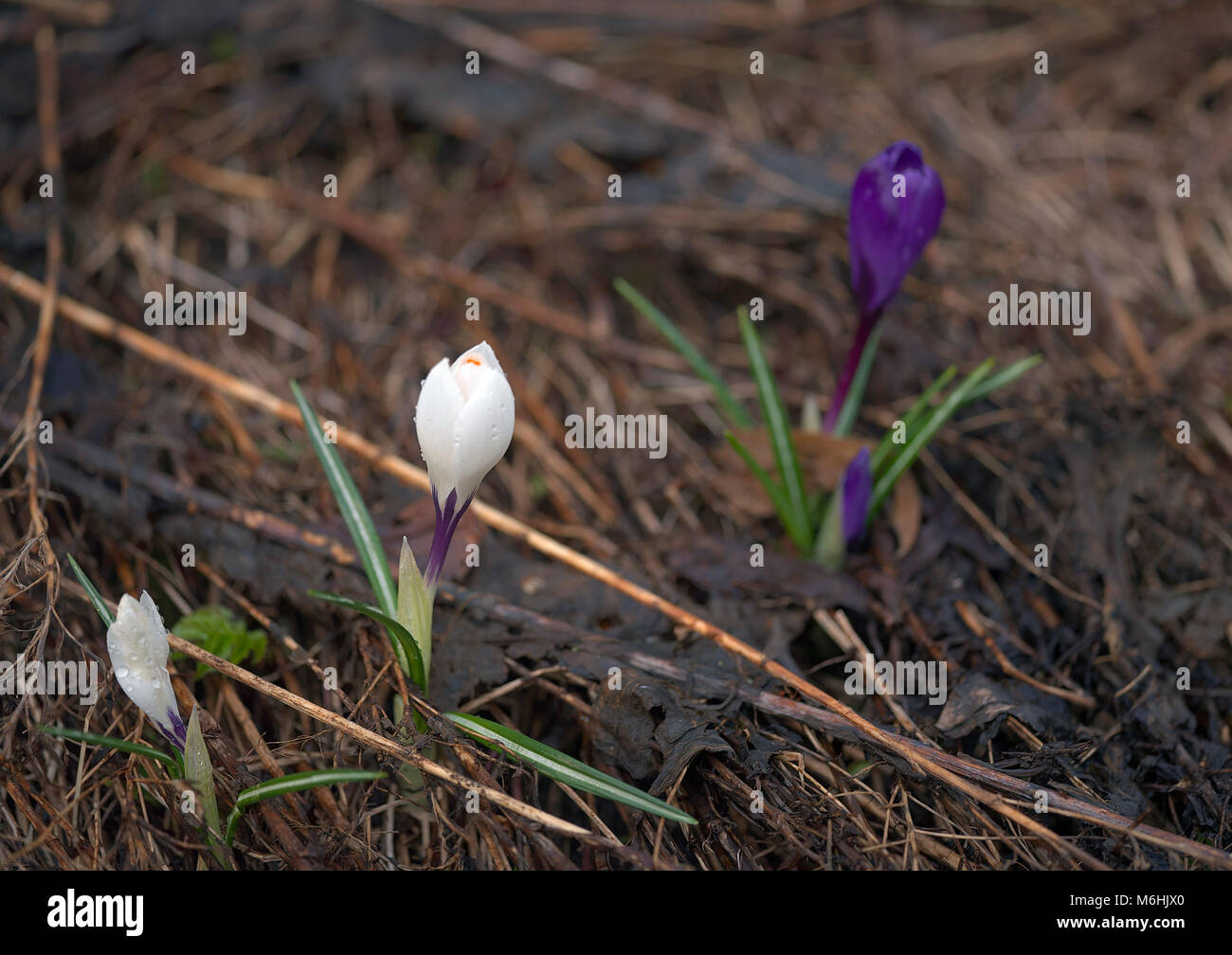 Blooming daffodils, first sign of spring, focus in the foreground Stock ...