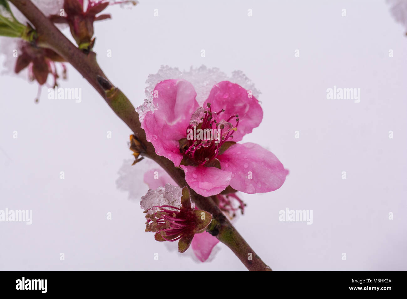 Late winter peaches 1 Stock Photo Alamy