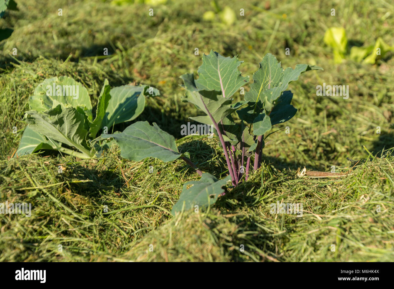 Mulch layer garden 6 Stock Photo Alamy