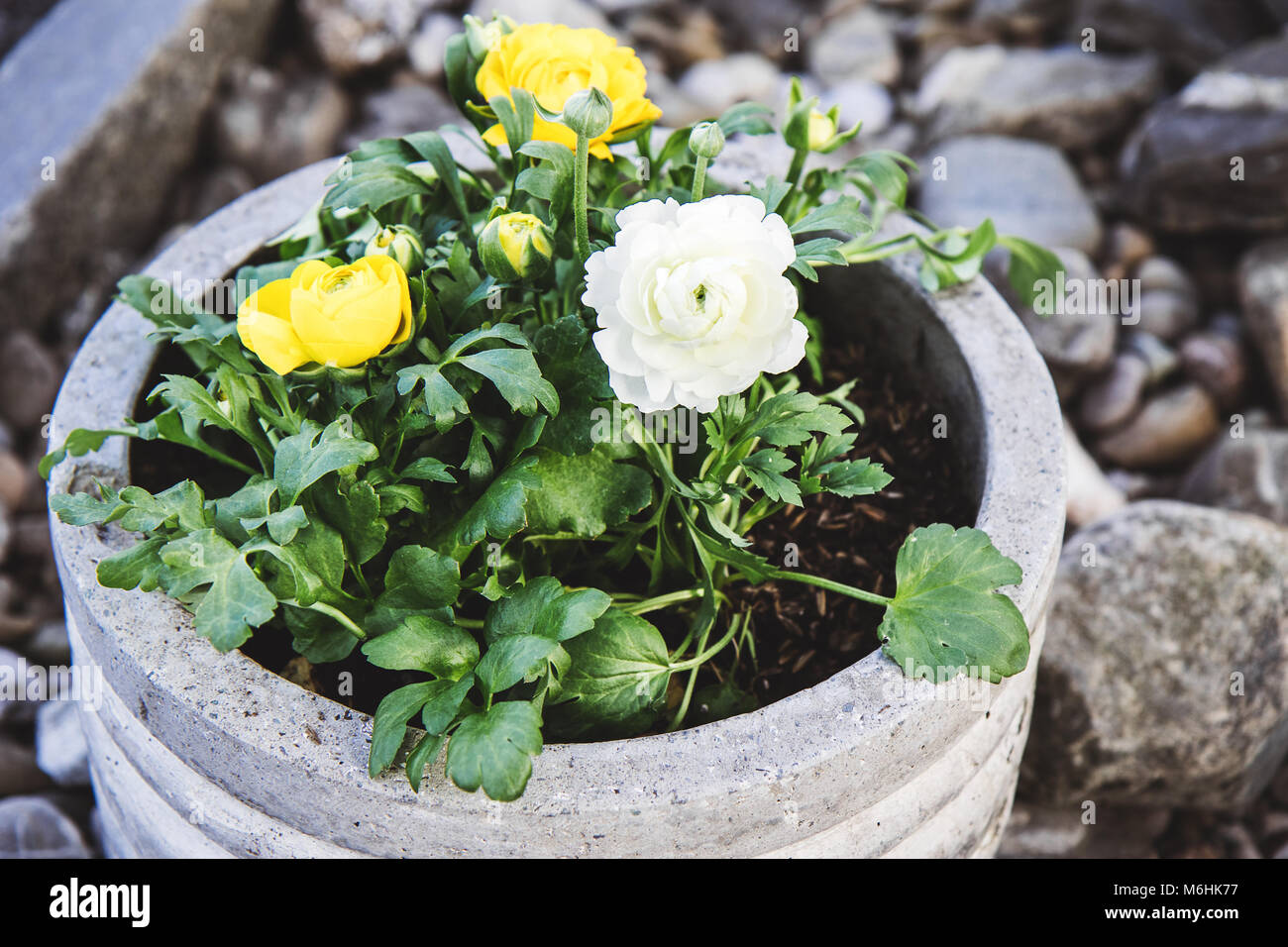 Stone garden arrangement with spring flowers in large concrete plant pots. Close up of yellow