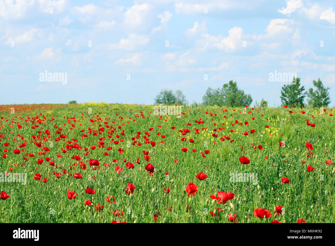 Poppies flower field and blue sky with clouds landscape spring season ...