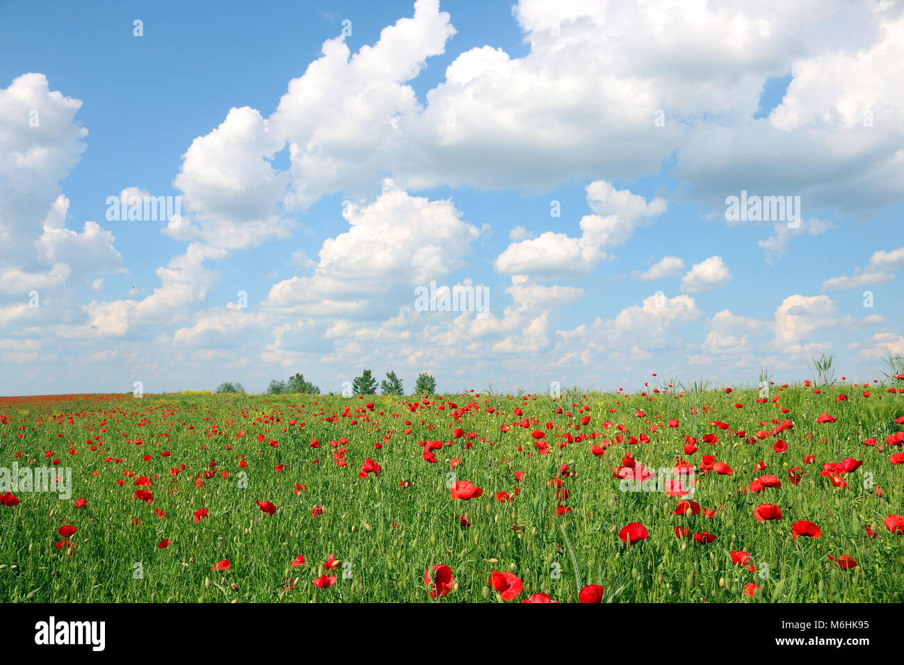Poppies flower meadow and blue sky with clouds landscape spring season ...