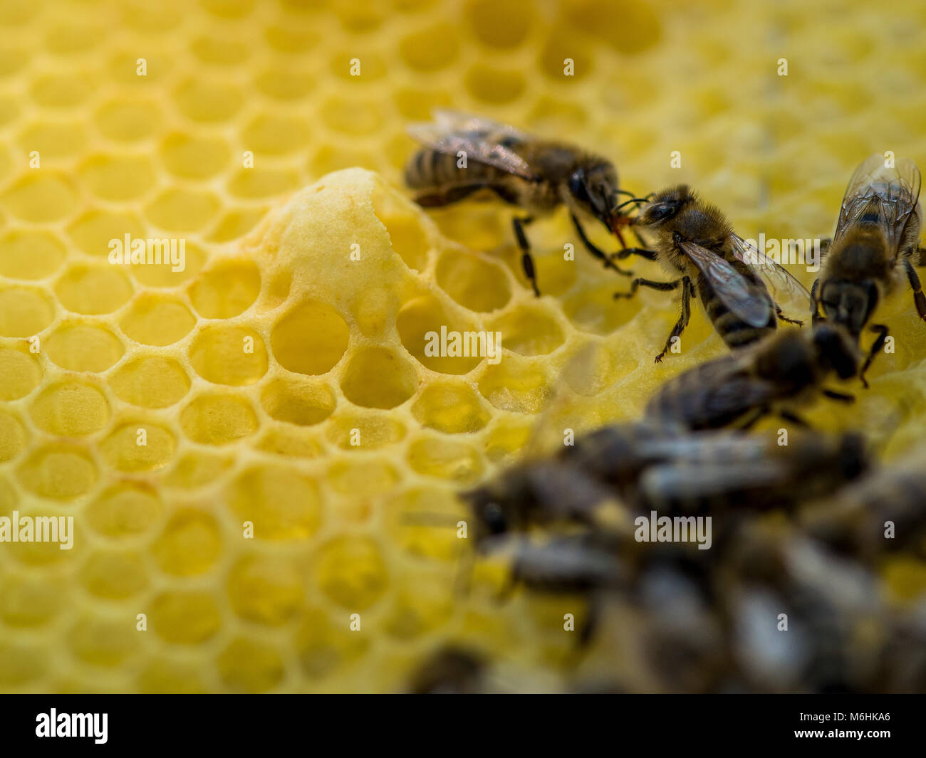 Queen cells 3 Stock Photo Alamy