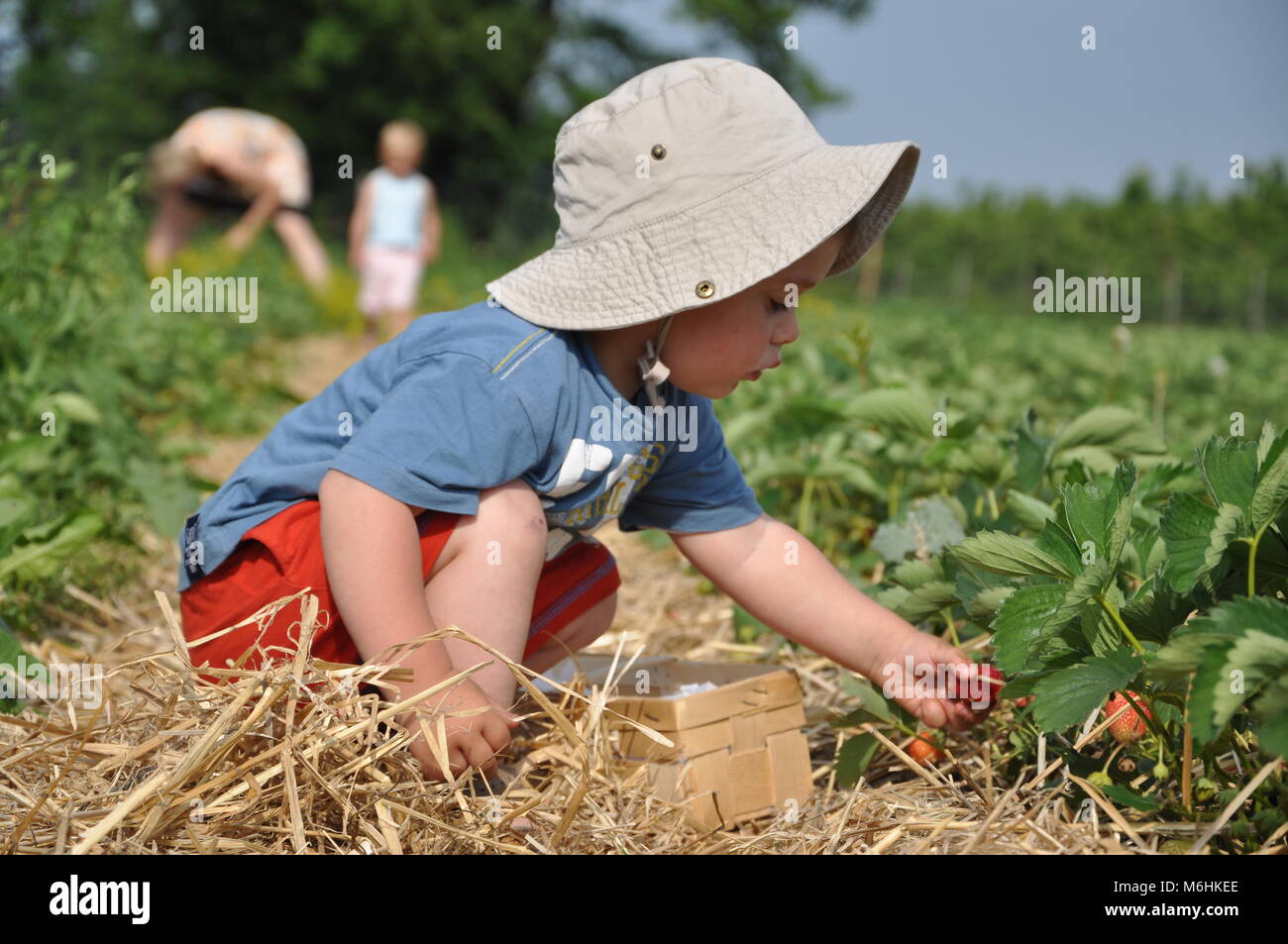 Strawberry picking 12 Stock Photo - Alamy