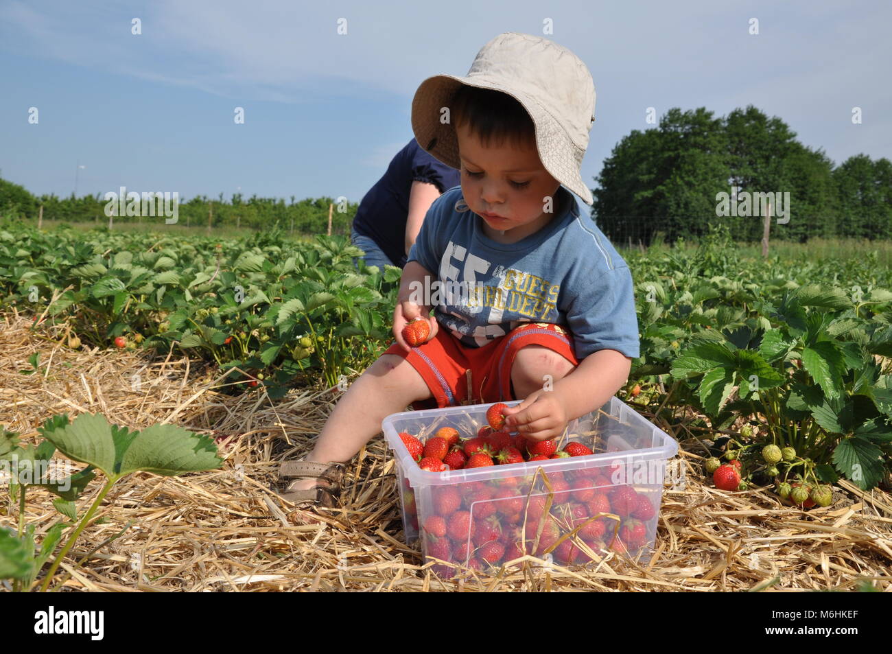 Strawberry plantations hi-res stock photography and images - Alamy