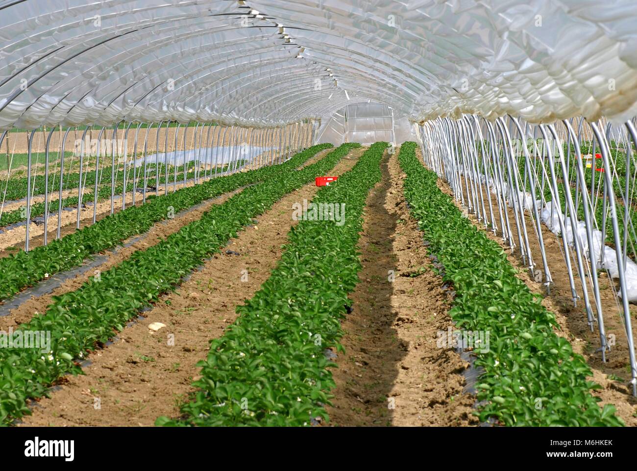 Strawberry plastic tunnel 5 Stock Photo